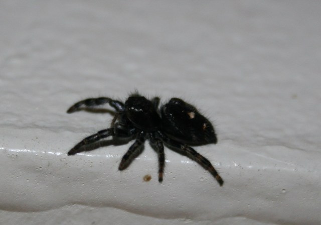 ©2012 Musings of the Amusing Muse - A crazy, cute Christmas Spider 