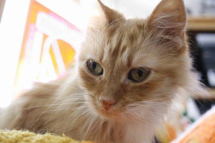 ©2012 Musings of the Amusing Muse - Rupunzel