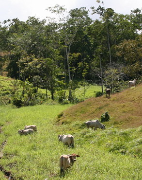 ©2013 The Amusing Muse - Brahma cattle grazing, Bocuare, Costa Rica, 2/13/2013