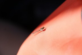 C is for Cookie... and they're MINE!  ALL MINE!