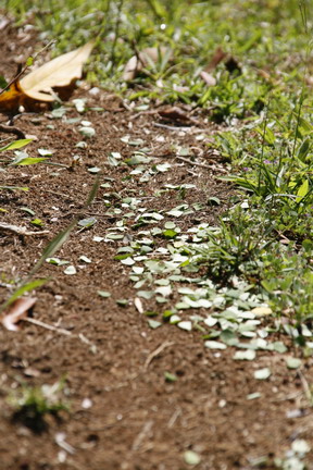 ©2013 The Amusing Muse - 2/14/2013, Leaf-Cutter Ants, Gatun Lake, Colon, Panama