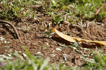 ©2013 The Amusing Muse - 2/14/2013, Leaf-Cutter Ants, Gatun Lake, Colon, Panama