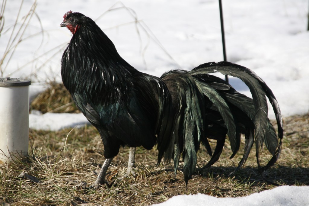 My favorite rooster.