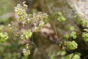 Early Meadow Rue, Thalictrum dioicum