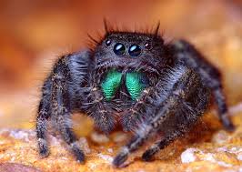 My, what green chelicerae you have. Phidippus audax.