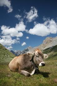This is a Brown Swiss.  In Switzerland.
