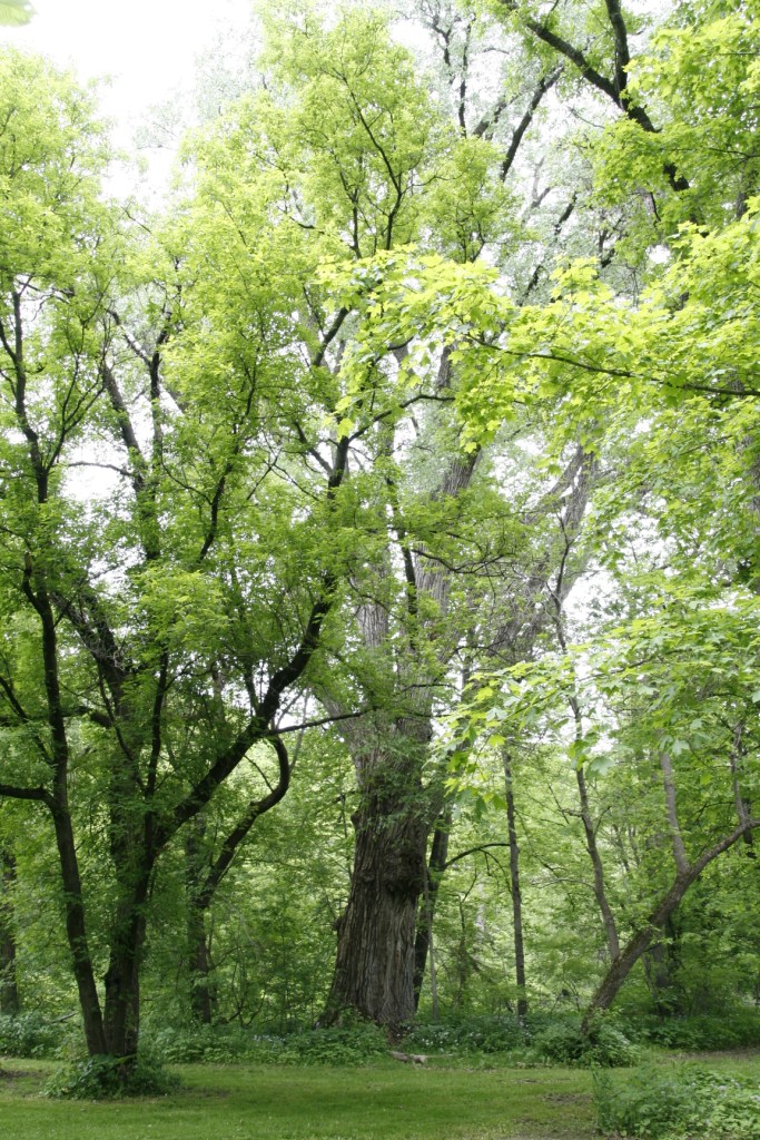 The cottonwood tree that was "43 Sarah Steps" around at the base.  It is a DAMN big tree.  No Sarah posed next to tree for scale.  Sorry!