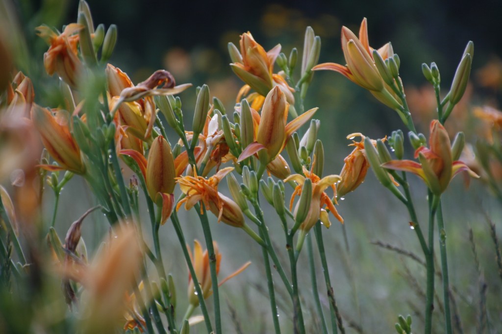 Daylilies from my front yard this morning. Lilies, all kinds, were my sister's favorite flowers.
